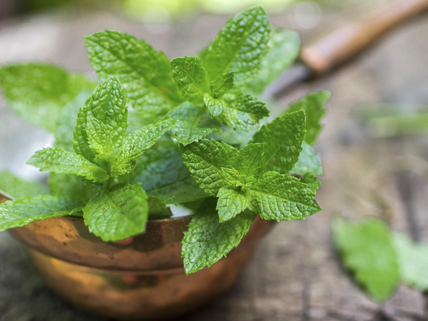 Health Benefits of Pudina (Mint Water)
