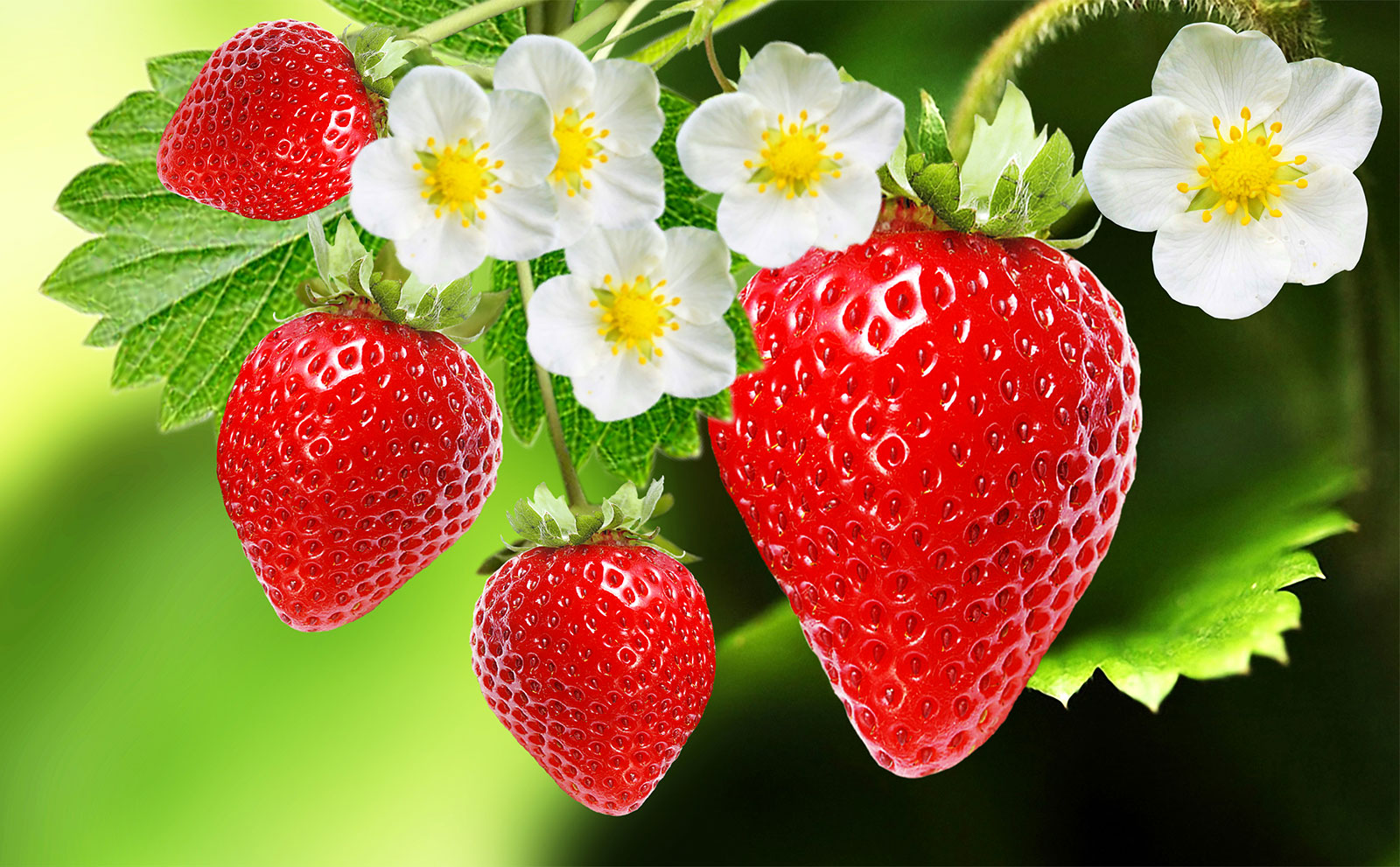 Health Benefits of Strawberry (Surprising Effect)