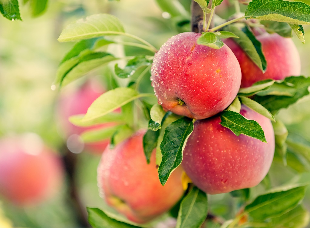 Health Benefits of apple