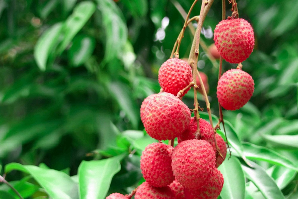 Health Benefits of Litchi Fruit